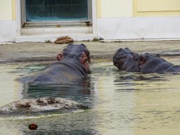 Tiergarten Schönbrunn am 12.03.2025
